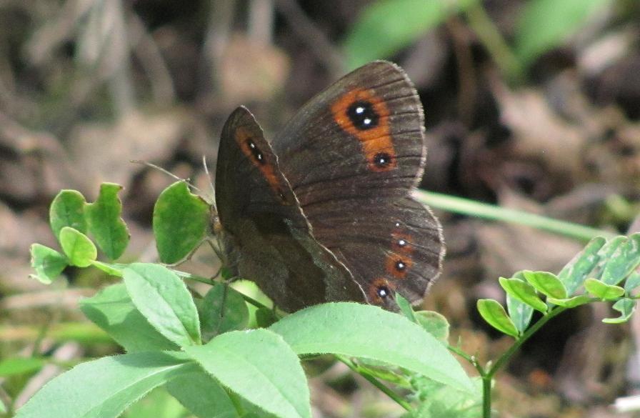 Erebia da ID